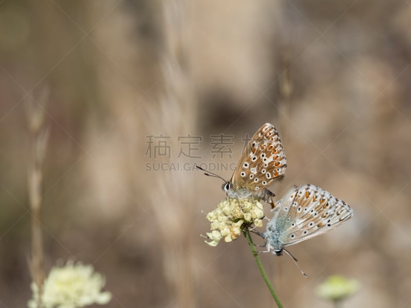 灰蝶科,蝴蝶,蓝色,一对,家庭,克里顿眼灰蝶,生物学,野生动物,环境,鳞翅类