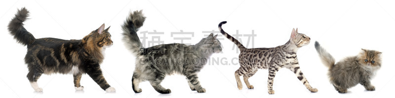 四只动物,猫,褐色,灰色,水平画幅,孟加拉猫,全景,猫科动物,巨大的,白色背景