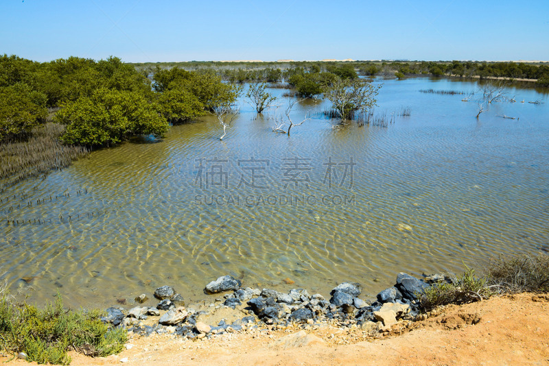 红树,环境,波斯湾,草,沙漠,背景,夏天,沙子,卡塔尔,自然