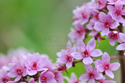 伞状植物,虎耳草科植物,自然,水平画幅,绿色,无人,特写,春天,植物