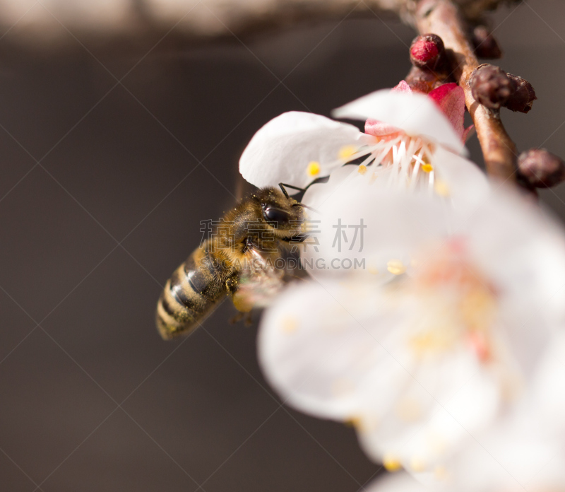 蜜蜂,仅一朵花,自然,时尚界新面孔,树蛇,大自然保护协会,无人,哈萨克斯坦,粉色,图像