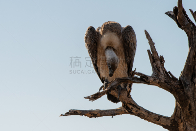南非,死亡的植物,白背秃鹰,支流,户外,巨大的,丑陋,环境,环境保护,自然