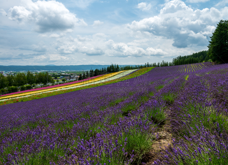 日本,北海道,仅一朵花,2015年,田地,七月,自然,水平画幅,山,富良野盆地