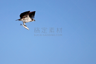 鸟类,鱼鹰,墨西哥,下加利福尼亚州,水,天空,褐色,食肉鸟,水平画幅,动物身体部位