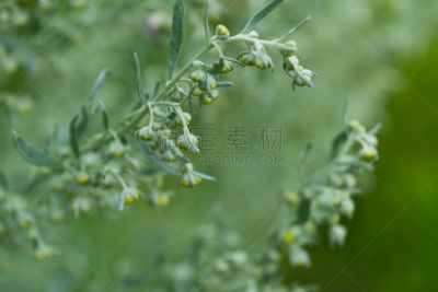 山艾树,野生植物,微距,水平画幅,无人,夏天,草,特写,俄罗斯,田地