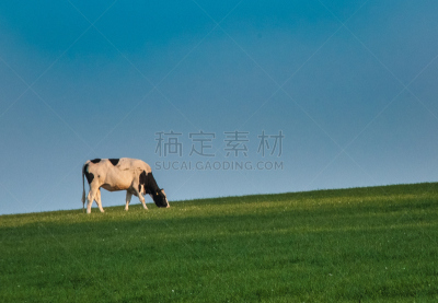 母牛,法夫,天空,水平画幅,绿色,地形,山,无人,苏格兰,户外