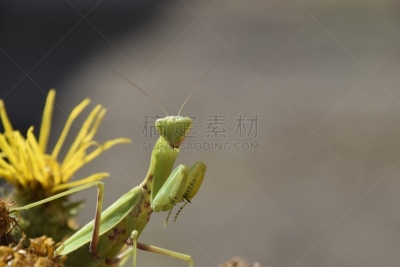 螳螂,雌性动物,昆虫,生物学,怪异,背景分离,野生动物,不,肖像,环境