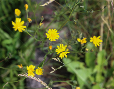夏天,季节,细毛还阳参,合成图像,美,水平画幅,无人,英格兰,户外,草