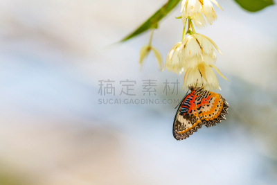美洲豹,在上面,自然,红色,lacewing,野生动物,图像,美,翅膀,草蜻蛉蝶