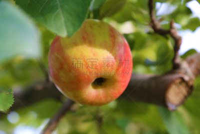 蔬菜,市场,体育场,水平画幅,樱桃,无人,桃,黄荚种菜豆,杏,椒类食物
