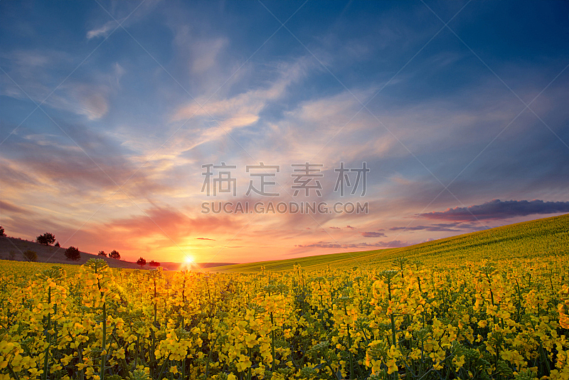黄色,田地,农业,环境,云,天气,春天,农场,植物,户外