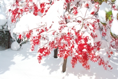 秋天,粉末状雪,水平画幅,雪,无人,葡萄树枫木,户外,北海道,镜头眩光,红色