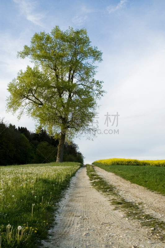 单车道,一棵树,垂直画幅,天空,田地,草地,无人,乡村路,户外,德国