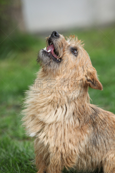 诺维奇犬,园林,垂直画幅,美,小的,肖像,犬科的,哺乳纲,捷克,看