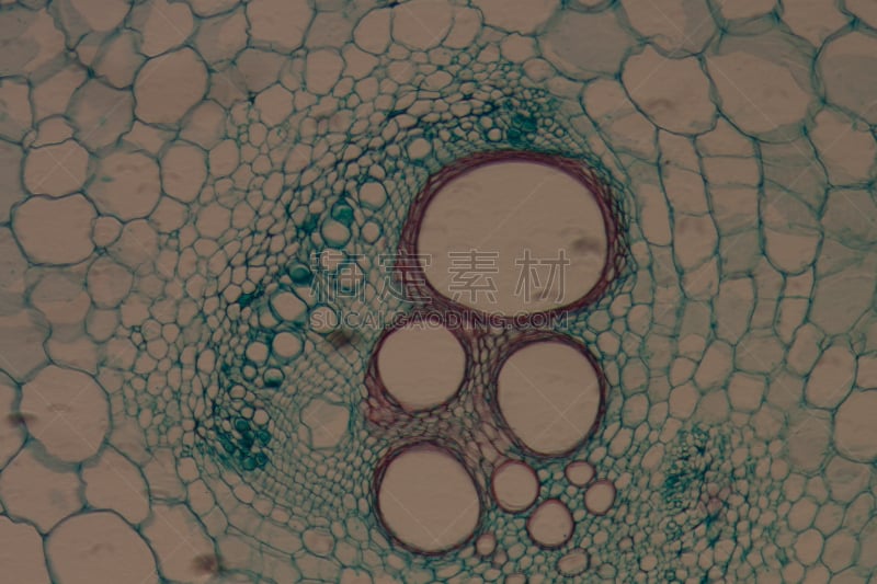 微生物学,南瓜,植物,放大效果,茎,韧皮部,木质部,维管束,大规模的放大,显微镜