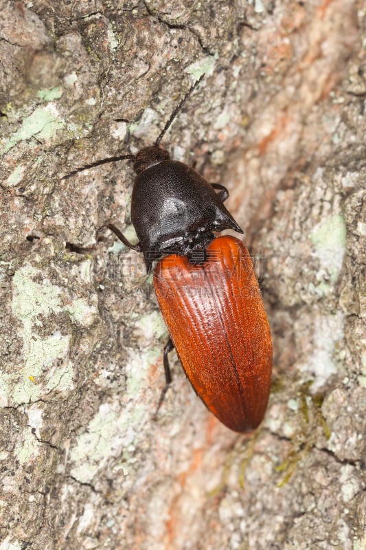 click beetle,大特写,生锈的,橡树,天牛,垂直画幅,正面视角,无人,野外动物,户外