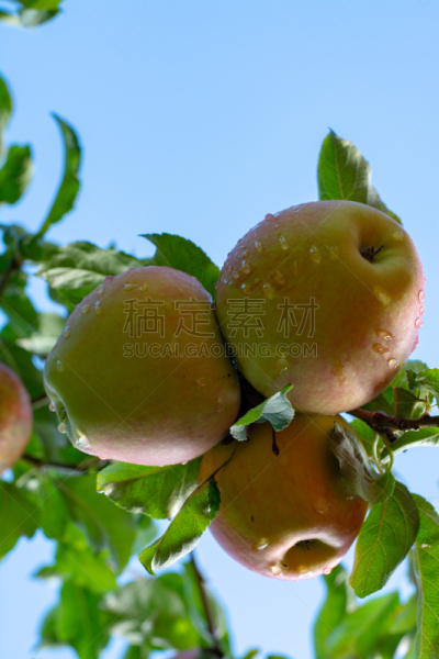 苹果树,布瑞拜苹果,巨大的,农业,清新,食品,熟的,农场,背景,水果