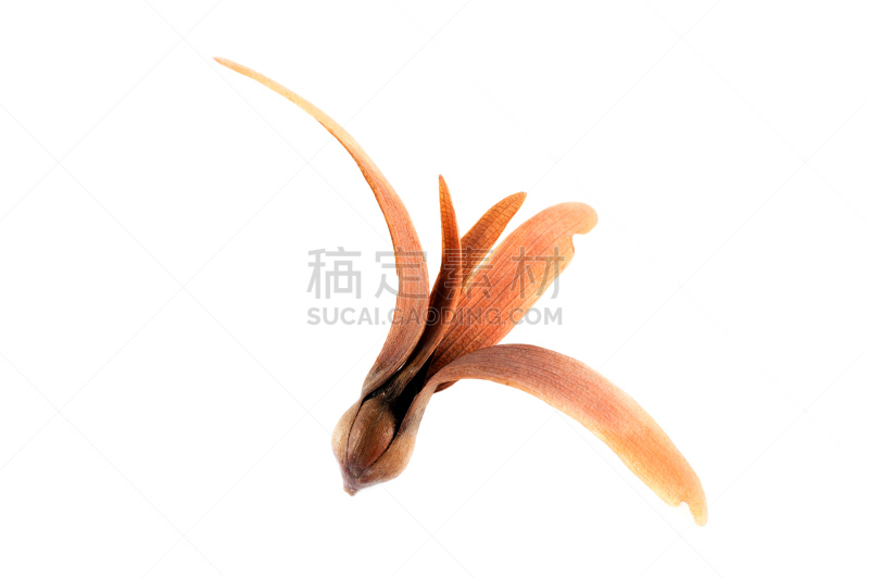 自然,褐色,式样,直升机,水平画幅,形状,水果,干的,做,弯曲