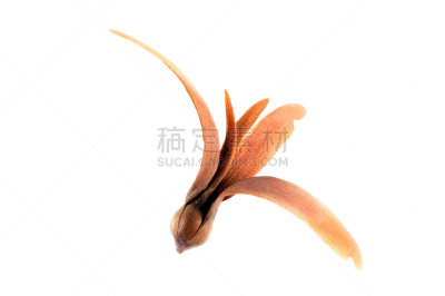 自然,褐色,式样,直升机,水平画幅,形状,水果,干的,做,弯曲