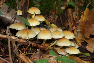 蘑菇,穗,硫磺,自然,秋天,法国,图像,干小皮伞菌,树林,林务官