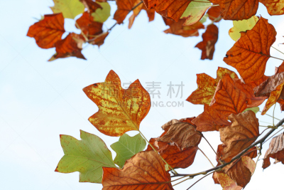 叶子,早餐,闪亮的,自然,叶绿素,水平画幅,仿旧磨损的效果,绿色,秋天,淡出