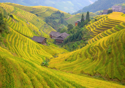 稻,梯田,龙脊梯田,美,水平画幅,枝繁叶茂,山,传统,户外,水稻梯田
