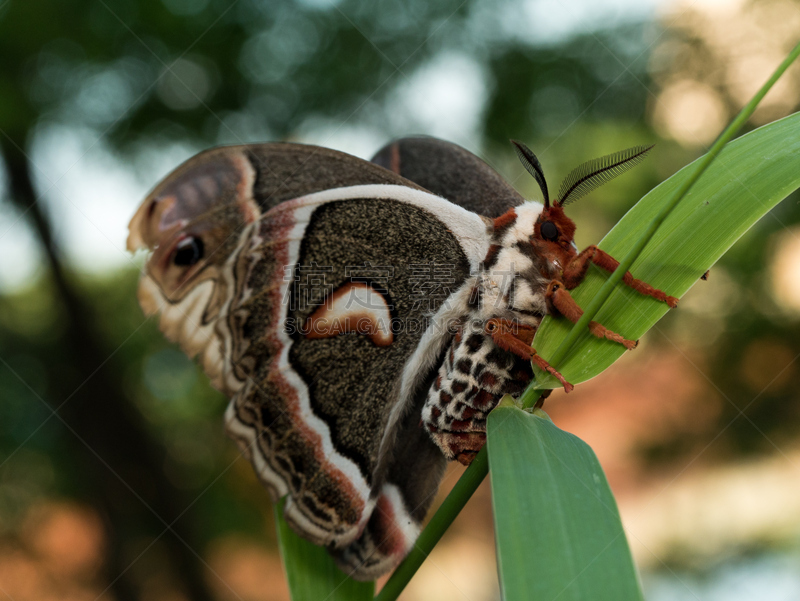 giant silk moth,草,肖像,丝绸蛾,明尼苏达,蛾,自然,美,水平画幅,绿色