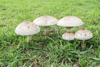 有毒生物体,蘑菇,伞形毒菌,植物叶柄,生物学,食品,草,真菌,2015年,户外