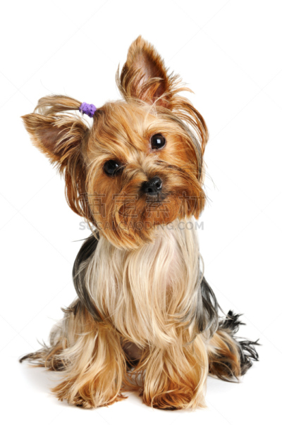 可爱的,狗,平衡折角灯,头发向后梳,约克郡犬,垂直画幅,纯种犬,小的,家畜,梗犬
