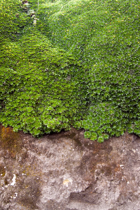 抽象,植物,yareta,自然,垂直画幅,留白,厄瓜多尔,绿色,无人,泥土