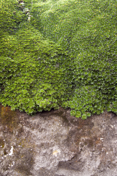 抽象,植物,yareta,自然,垂直画幅,留白,厄瓜多尔,绿色,无人,泥土