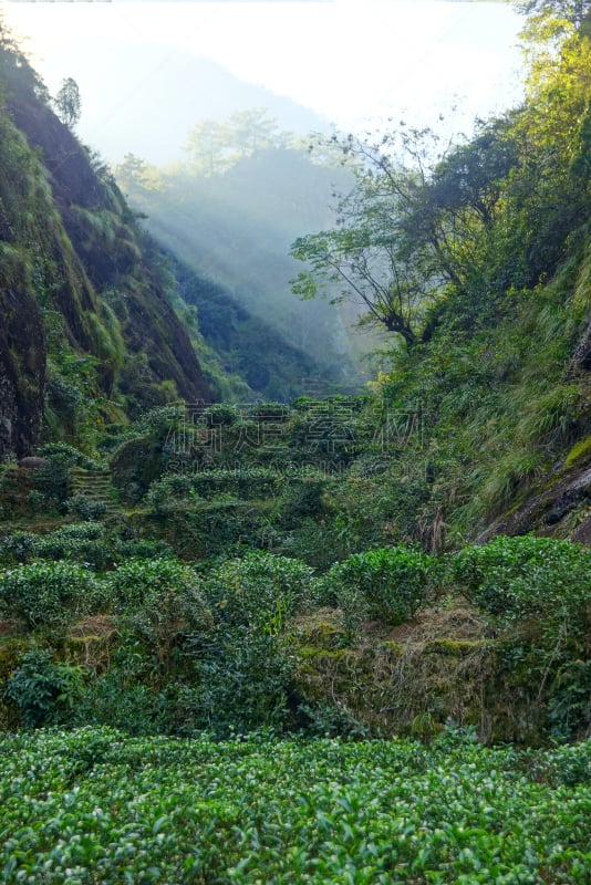 福建省,中国,茶树,自然,垂直画幅,草地,山,无人,豪宅,夏天