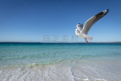 新南威尔士,澳大利亚,海鸥,海岸线,海姆斯海滩,一只动物,干净,在上面,纯净,逃避现实