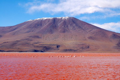 火烈鸟,威尼斯礁湖,安第斯红鹳,小火烈鸟,阿塔卡马大区,阿塔卡马沙漠,玻利维亚,秘鲁,南美,安地斯山脉