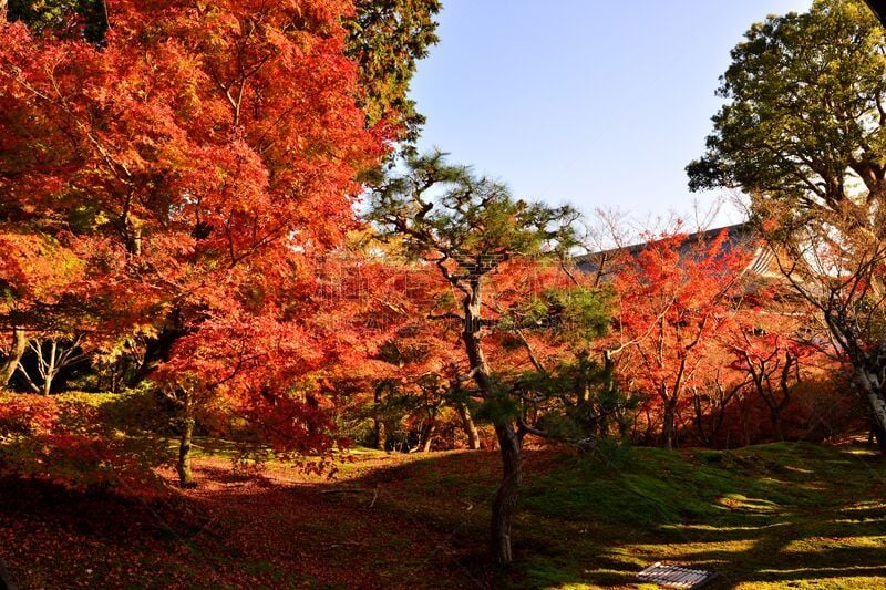 东福寺,京都市,叶子,秋天,日本,rinzai禅宗佛教,鸡爪枫,灵性,水平画幅,无人