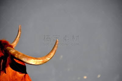 纳瓦拉,母牛,有角的,野外动物,奔牛节,水平画幅,2015年,摄影,跑