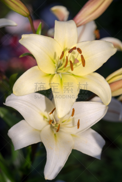 两个物体,百合花,黄色,园林,垂直画幅,芳香的,无人,夏天,组物体,户外