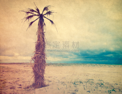棕榈树,单色图片,天空,度假胜地,水平画幅,纹理效果,沙子,无人,古老的,夏天