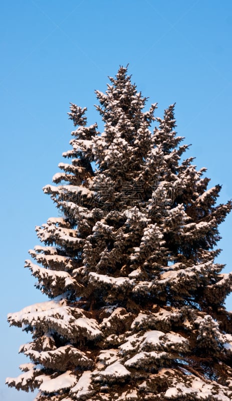 雪,动物毛,在下面,垂直画幅,天空,无人,户外,针叶树,白色,植物