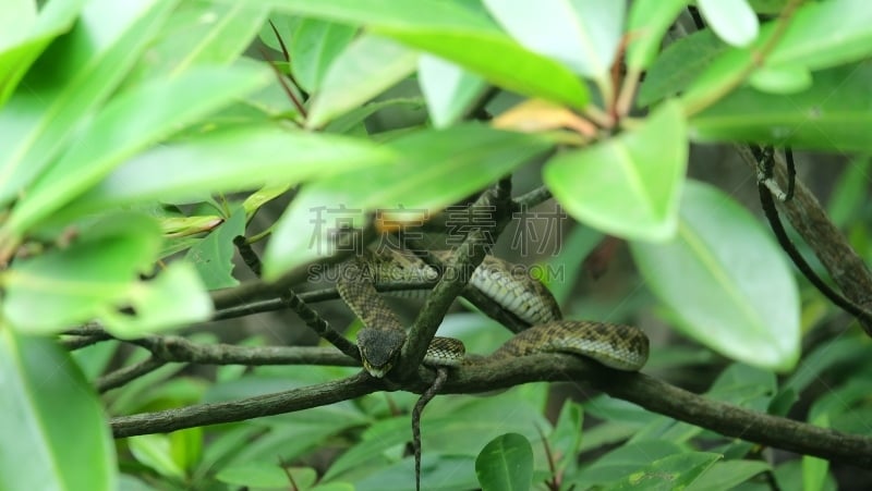 蝰蛇,浮罗交怡岛,公园,奇勒姆,坑,红树,清新,热带气候,野生动物,肖像