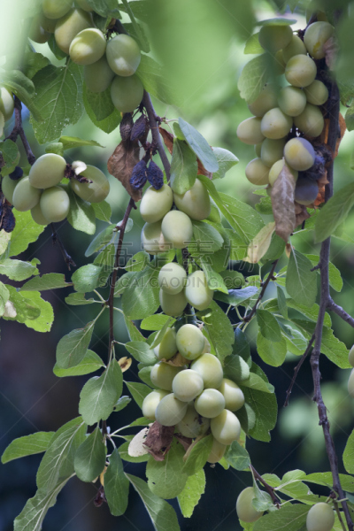 李树,blireiana plum,青梅,垂直画幅,绿色,水果,无人,果树,干燥食品,李子