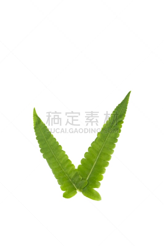 蕨类,特写,鸵鸟 fern,蔬菜,欧洲蕨,清新,自然界的状态,背景分离,替代医药,热带气候