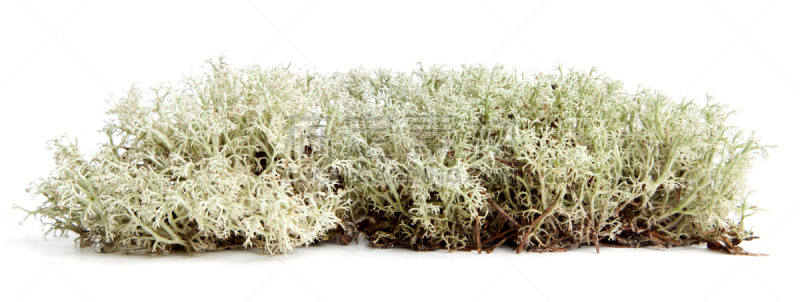 苔藓,土壤检测仪,自然,水平画幅,绿色,根部,无人,全景,泥土,草坪