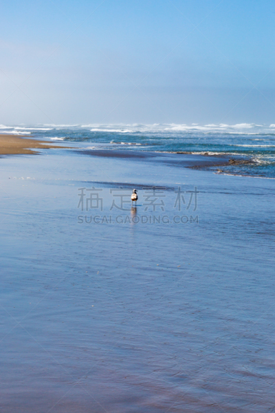 加利福尼亚,海鸥,碧洋海滩,自然美,鸟类,海岸线,波浪,旧金山湾区,热霾,户外