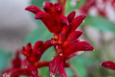 袋鼠爪花,特写,自然,红色,图像,美国,自然美,春天,无人,水平画幅
