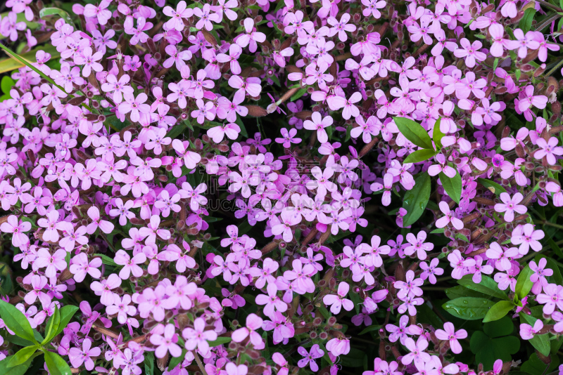 水香花菜,石竹类属植物,石竹科,公园,水平画幅,无人,户外,特写,植物,大特写