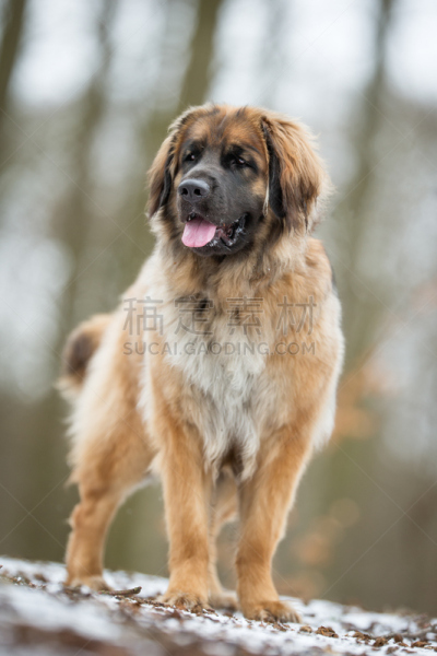 leonberger,狗,垂直画幅,纯种犬,雪,户外,宠物,冬天,挪威,动物