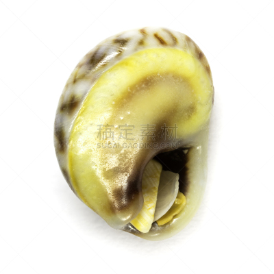 贝壳,水,美,形状,无人,软体动物,纪念品,几何形状,图像,特写