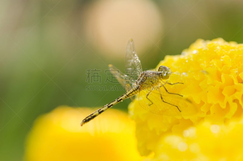 蜻蜓,万寿菊,仅一朵花,非洲万寿菊,自然,水平画幅,印度教,印度,植物,婚礼