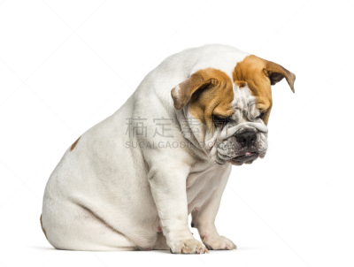 白色背景,英格兰斗牛犬,9到10个月,比利时,动物主题,纯种犬,背景分离,狗,一只动物,动物